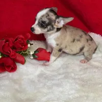 Cookie, a male Chihuahua for sale in Boca Raton, FL – Photo 2 of 2