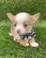 Teacup Christy, a female Chihuahua for sale in Boca Raton, FL – Photo 1 of 3