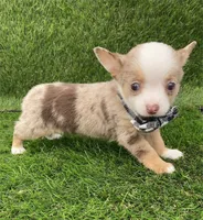Teacup Christy, a female Chihuahua for sale in Boca Raton, FL – Photo 3 of 3