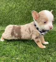 Teacup Christy, a female Chihuahua for sale in Boca Raton, FL – Photo 2 of 3