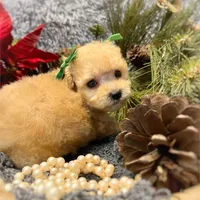 Panzy, a female Poodle - Toy  for sale in Boca Raton, FL – Photo 2 of 2