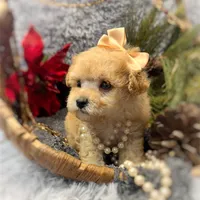 Panzy, a female Poodle - Toy  for sale in Boca Raton, FL – Photo 1 of 2
