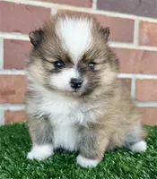 Fanny, a female Pomeranian for sale in Boca Raton, FL – Photo 2 of 2