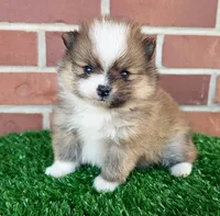 Fanny, a female Pomeranian for sale in Boca Raton, FL – Photo 1 of 2