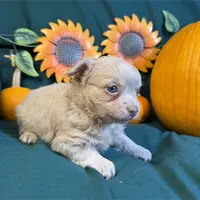 Amie, a female Chihuahua for sale in Boca Raton, FL – Photo 2 of 2