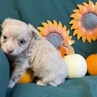 Amie, a female Chihuahua for sale in Boca Raton, FL – Photo 1 of 2