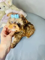 Dar, a male Morkie for sale in Boca Raton, FL – Photo 2 of 2