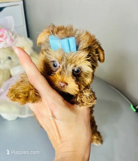 Dar – Morkie puppy for sale in Boca Raton, FL