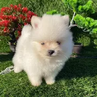 Adorable, a female Pomeranian for sale in Boca Raton, FL – Photo 2 of 3