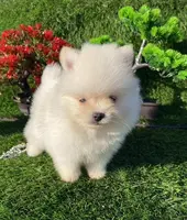 Adorable, a female Pomeranian for sale in Boca Raton, FL – Photo 2 of 3