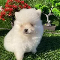 Adorable, a female Pomeranian for sale in Boca Raton, FL – Photo 3 of 3