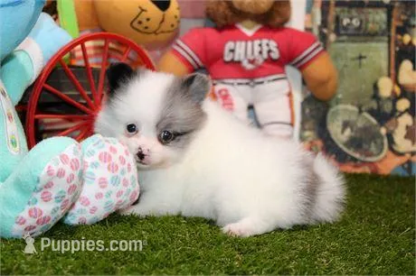 Prince – Pomeranian puppy for sale in Boca Raton, FL