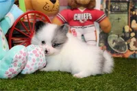 Prince, a male Pomeranian for sale in Boca Raton, FL – Photo 1 of 3