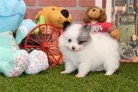 Prince, a male Pomeranian for sale in Boca Raton, FL – Photo 2 of 3