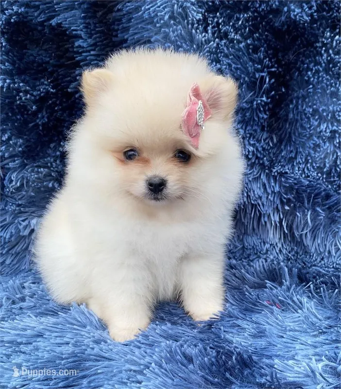 Prada – Pomeranian puppy for sale in Boca Raton, FL