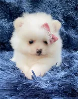 Prada, a female Pomeranian for sale in Boca Raton, FL – Photo 2 of 2