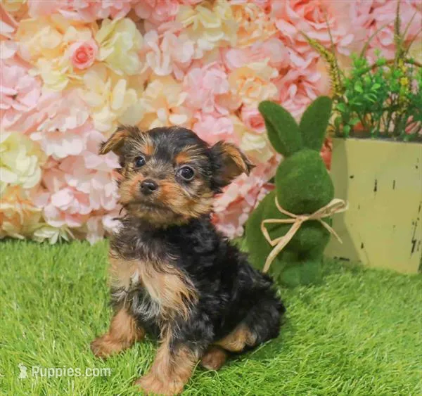 Sweetie – Yorkshire Terrier puppy for sale in Boca Raton, FL