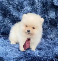 Peanut , a female Pomeranian for sale in Boca Raton, FL – Photo 3 of 3