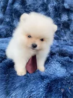 Peanut , a female Pomeranian for sale in Boca Raton, FL – Photo 2 of 3