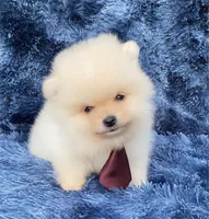 Peanut , a female Pomeranian for sale in Boca Raton, FL – Photo 1 of 3