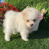 Teacup, a female Pomeranian for sale in Boca Raton, FL – Photo 2 of 2