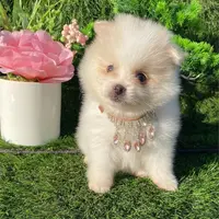 Teacup, a female Pomeranian for sale in Boca Raton, FL – Photo 1 of 2