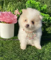 Teacup, a female Pomeranian for sale in Boca Raton, FL – Photo 1 of 2
