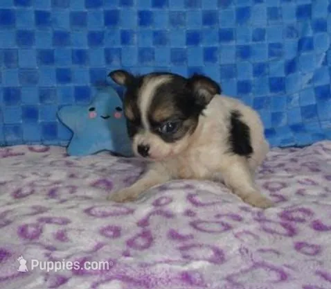 Cookie – Chihuahua puppy for sale in Boca Raton, FL