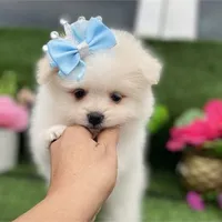 Amie, a female Pomeranian for sale in Boca Raton, FL – Photo 1 of 2