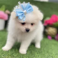 Amie, a female Pomeranian for sale in Boca Raton, FL – Photo 2 of 2