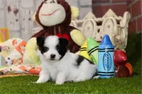 Precious , a female Pomapoo for sale in Boca Raton, FL – Photo 3 of 3