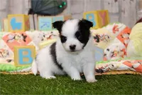 Precious , a female Pomapoo for sale in Boca Raton, FL – Photo 2 of 3