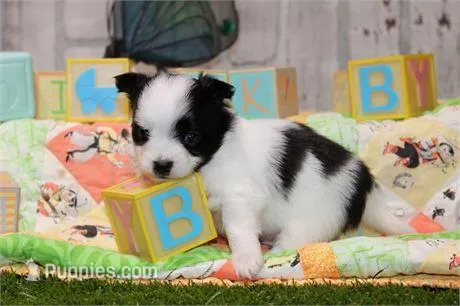 Precious  – Pomapoo puppy for sale in Boca Raton, FL