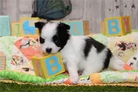 Precious , a female Pomapoo for sale in Boca Raton, FL – Photo 1 of 3