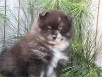 Cary, a female Pomeranian for sale in Boca Raton, FL – Photo 2 of 2