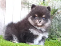 Cary, a female Pomeranian for sale in Boca Raton, FL – Photo 1 of 2