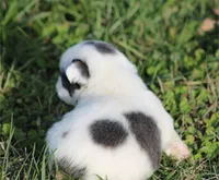 Cutie pie, a male French Bulldog for sale in Boca Raton, FL – Photo 3 of 3