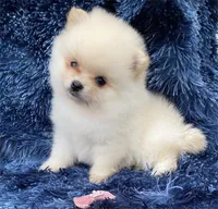 Precious Liittle Girl, a female Pomeranian for sale in Boca Raton, FL – Photo 2 of 2