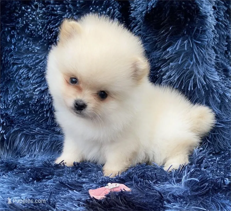 Precious Liittle Girl – Pomeranian puppy for sale in Boca Raton, FL