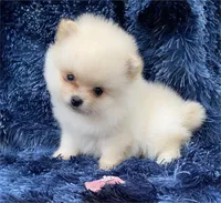 Precious Liittle Girl, a female Pomeranian for sale in Boca Raton, FL – Photo 1 of 2