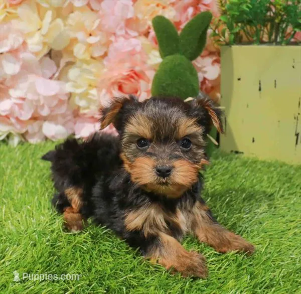Karly – Yorkshire Terrier puppy for sale in Boca Raton, FL