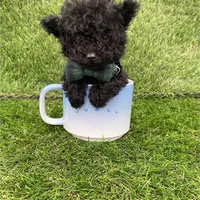 Pokie, a male Poodle - Toy  for sale in Boca Raton, FL – Photo 2 of 4