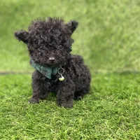 Pokie, a male Poodle - Toy  for sale in Boca Raton, FL – Photo 1 of 4