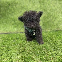 Pokie, a male Poodle - Toy  for sale in Boca Raton, FL – Photo 4 of 4