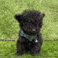 Pokie, a male Poodle - Toy  for sale in Boca Raton, FL – Photo 3 of 4