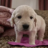 Magenta, a female English Cream Golden Retriever for sale in Roseburg, OR – Photo 2 of 9