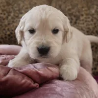 Magenta, a female English Cream Golden Retriever for sale in Roseburg, OR – Photo 3 of 9