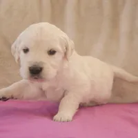 Magenta, a female English Cream Golden Retriever for sale in Roseburg, OR – Photo 4 of 9