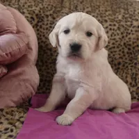 Magenta, a female English Cream Golden Retriever for sale in Roseburg, OR – Photo 1 of 9