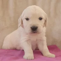 Magenta, a female English Cream Golden Retriever for sale in Roseburg, OR – Photo 6 of 9